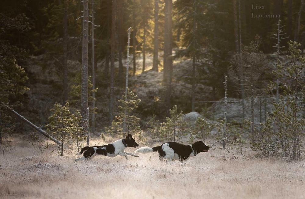 Two stabijhouns running in a forest