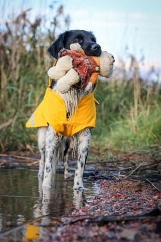 Stabijhoun seisoo vedessä lelu suussa