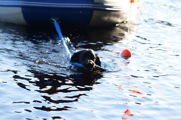 Stabijhoun ui ja vetää suussa köyttä joka on kiinni kumiveneessä. Pelastustilanne.