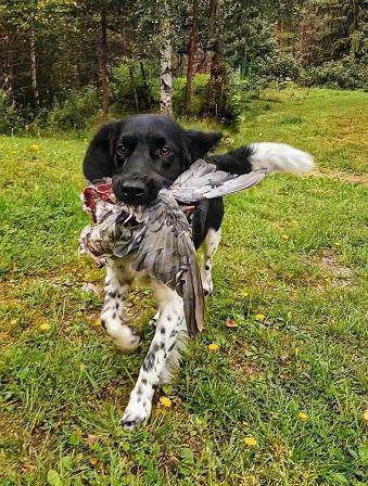 Stabijhoun juoksee kohti kyyhky suussa