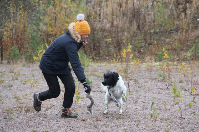 Stabijhoun syöksyy kohti henkilön kädessä olevaa lelua