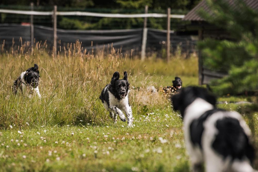 Stabijhounit leikkimässä niityllä