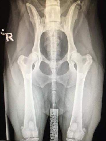 Röntgenkuva lonkkanivelestä