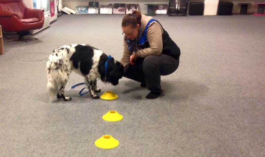 Stabijhoun nuuhkii Nose Work -hajuja ohjaajansa avustamana