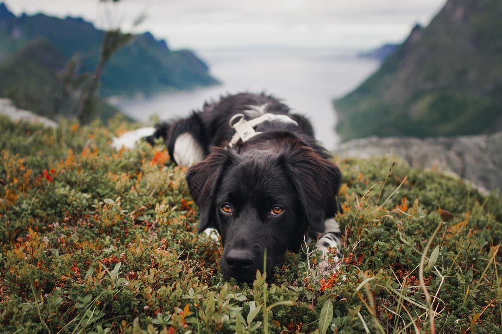 Stabijhoun makaa sammaleen päällä harjanteella, vuonoja taustallaan