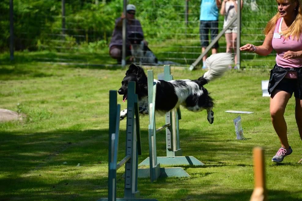 Nurmikkoalueella stabijhoun hyppäämässä korkeasti agility-esteen yli. 