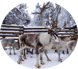 Poromies Rauno Lankila
– poronhoidon perinteitä kantava ammattilainen, jonka työ seuraa vuodenkiertoa ja Lapin luonnon rytmiä. Puh. 0400 128 308

