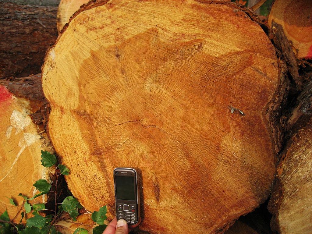 Pellinkangas 175 vuotta