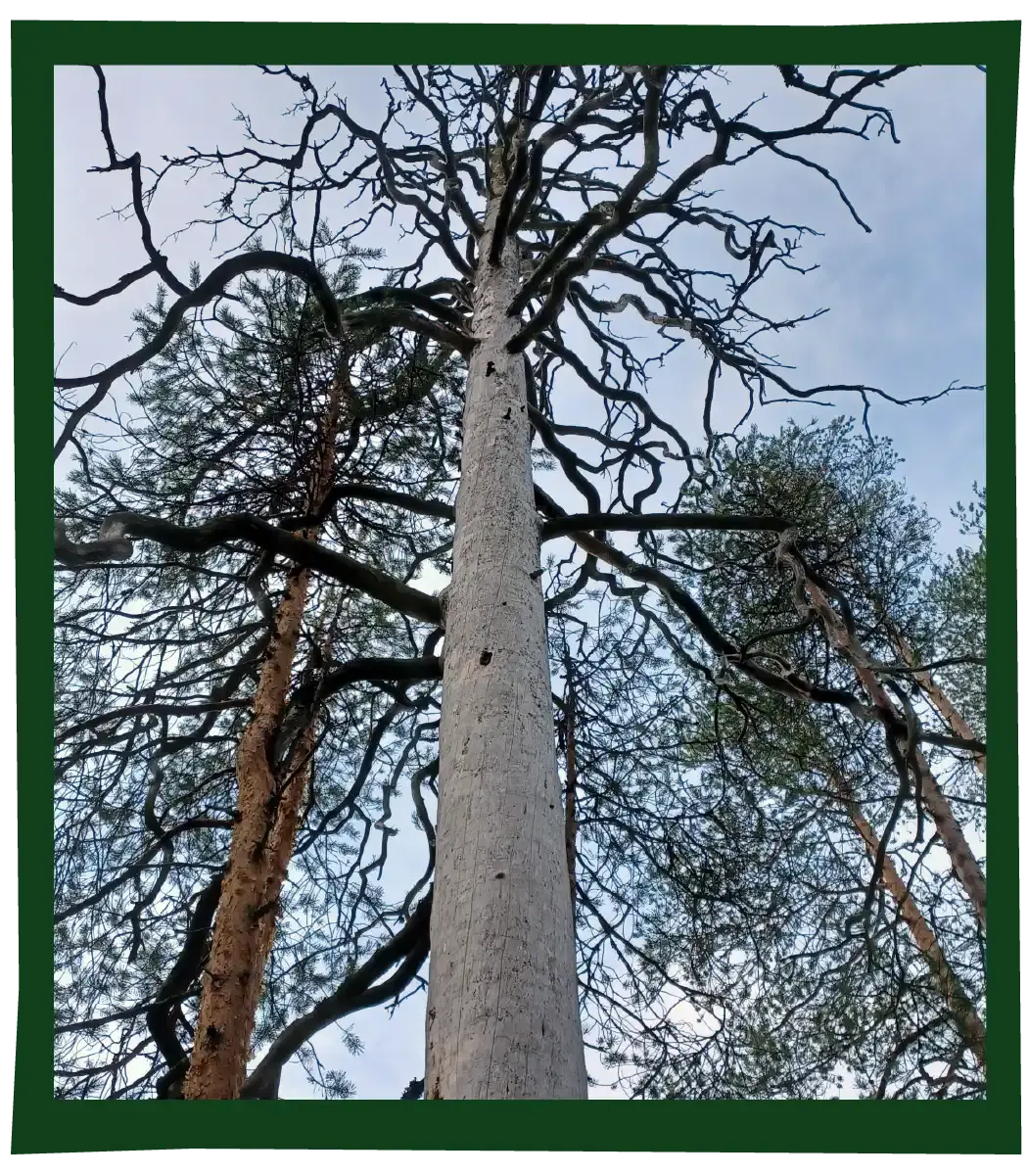 Vuosangan ampuma-alue