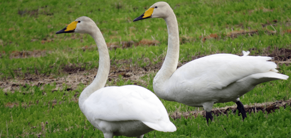 Natura 2000 aluesivun kuva, jossa on kaksi joutsenta pellolla